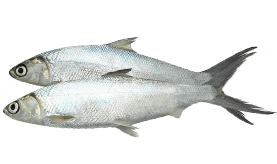 Frozen Milk Fish Wholesale Tradeling